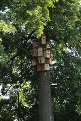Large number of birdhouses on trunk of an old tree. Close-up. Birdhouses are arranged vertically.
