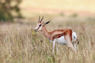 Springbok Ewe, Pilanesberg National Park