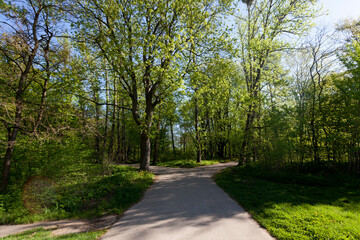 young green foliage on different types of trees