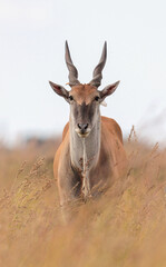 Eland Bull, Kruger National Park