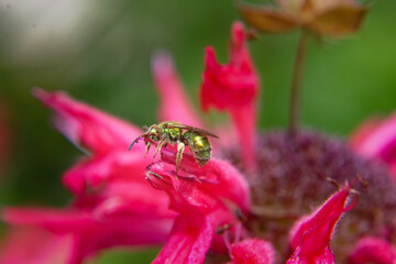 Insects collecting nectar from this red beebalm flower in our garden in Windsor in Upstate NY.