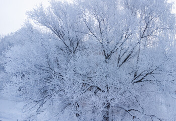 trees after freezing rain