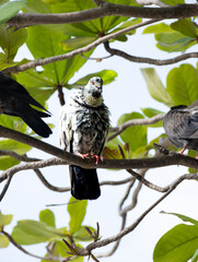 spotted black and white Pigeon on Patong Beach Phuket Thailand