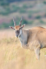 Eland Bull, Kruger National Park