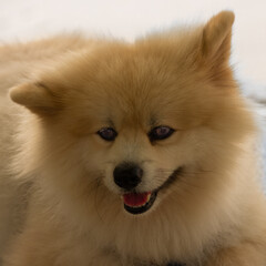 Obraz premium Gorgeous and cute Pomeranian dog sitting on the ledge at Patong Beach Phuket Thailand