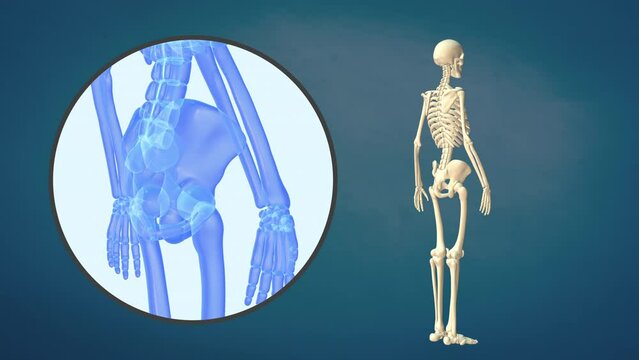 Medical video of the bones of the pelvis
