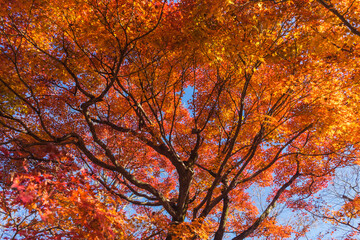 Collection of Beautiful Colorful Autumn Leaves / green, yellow, orange, red, nature background