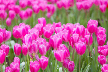 Fototapeta premium field of pink tulips