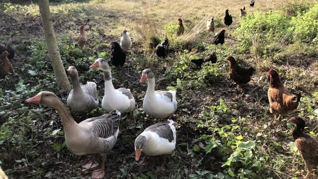 free-range flock of geese and chicken in a farm yard