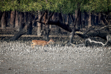 Wild chital, also known as spotted deer, chital deer, and axis deer, is a deer species native to the Indian subcontinent.this photo was taken from Sundarbans,Bangladesh.