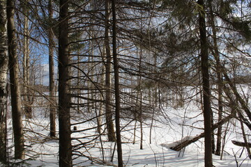 snow covered trees