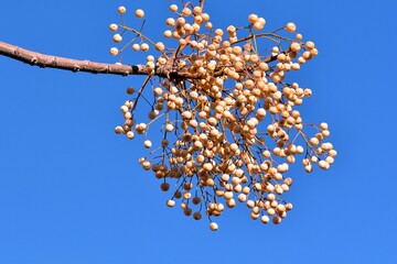 Frutos en las ramas del árbol del paraíso en invierno, melia azedarach