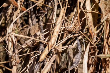 harvested beans while drying plants outdoors