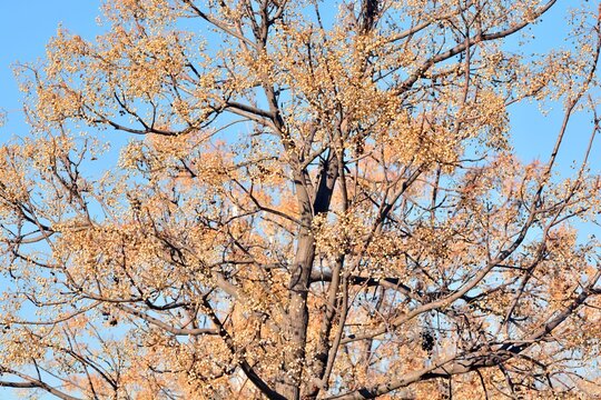Frutos en las ramas del &aacute;rbol del para&iacute;so en invierno, melia azedarach