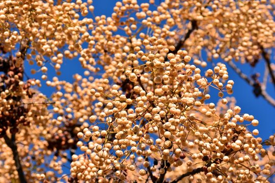 Frutos en las ramas del &aacute;rbol del para&iacute;so en invierno, melia azedarach
