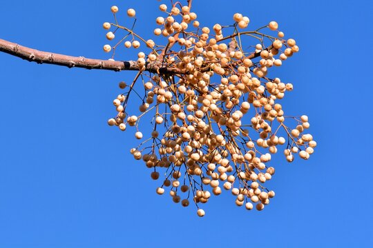 Frutos en las ramas del árbol del paraíso en invierno, melia azedarach