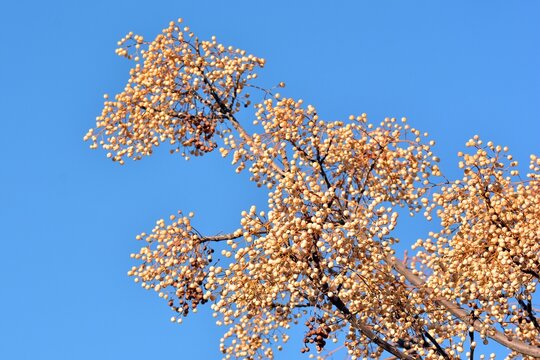 Frutos en las ramas del &aacute;rbol del para&iacute;so en invierno, melia azedarach