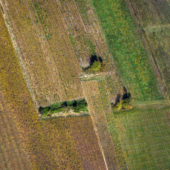 vue aérienne de vignes à l'automne à Festigny dans la Marne en France