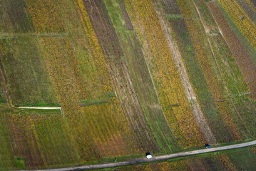 vue aérienne de vignes à l'automne à Festigny dans la Marne en France - obrazy, fototapety, plakaty