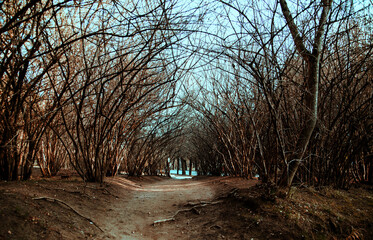 Dry woven trees. Mystical atmosphere. A narrow passage through bare branches without leaves.