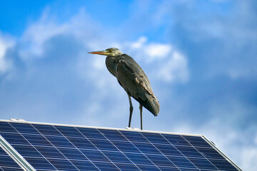 Gray heron on a solar panel