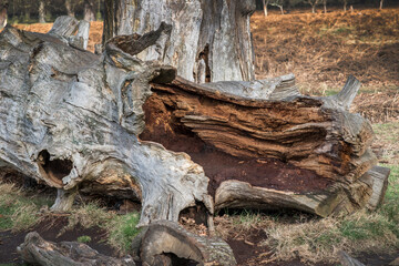 Obraz premium Rotting inside