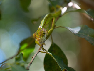 A  Cape Dwarf Chameleon, Bradypodion pumilum, facing the viewer in a green bush. The background is blurred and intentionally out of focus