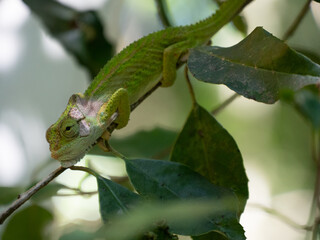 Side profile of the Cape Dwarf Chameleon, Bradypodion pumilum, in a green bush. The background is blurred and intentionally out of focus