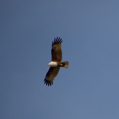 Wild Eagle soaring high above Patong Beach Phuket Thailand seeking food and hunting fish from the sea