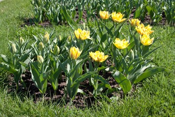 field of tulips