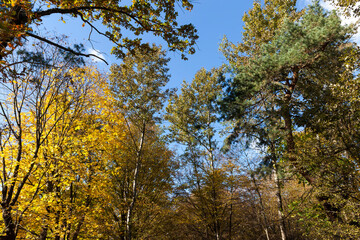 trees in a mixed forest during leaf fall