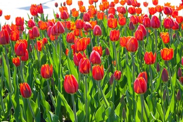 field of tulips