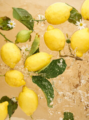 Yellow ripe lemons with leaves in  water on beige background. Food photo pattern. Natural colors - 488015642