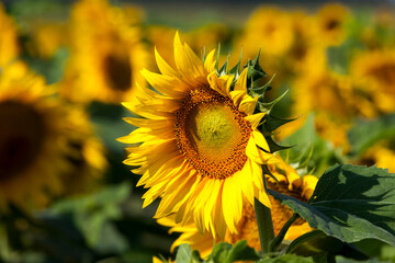 yellow flowering sunflowers in the summer