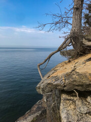 A tree adapts to the rocky cliffs of Lake Ontario by clinging like a spider with its roots