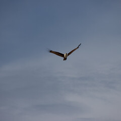 Wild Eagle soaring high above Patong Beach Phuket Thailand seeking food and hunting fish from the sea