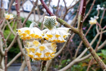 Close up of the flowers and buds of the winter flowering deciduous shrub Paperbush (Edgeworthia chrysantha) Delicately scented, blooms before the foliage appears. Selective focus. Space for text. UK. - 488016482