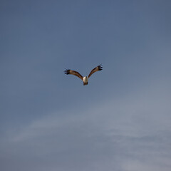 Wild Eagle soaring high above Patong Beach Phuket Thailand seeking food and hunting fish from the sea