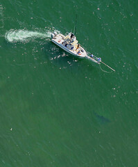 Great White Shark Tagging at Chatham, Cape Cod