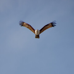 Wild Eagle soaring high above Patong Beach Phuket Thailand seeking food and hunting fish from the sea