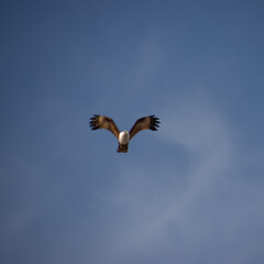 Wild Eagle soaring high above Patong Beach Phuket Thailand seeking food and hunting fish from the sea