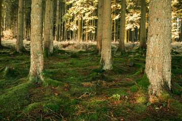 Kielder England: 11th January 2022: Mossy roots of tall pine trees in Kielder Forest