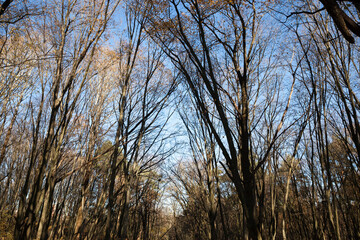 deciduous trees in the autumn season during leaf fall