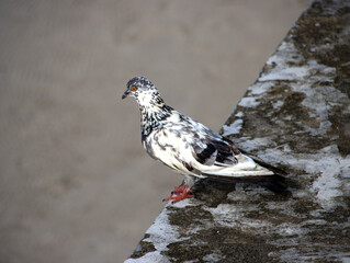 spotted black and white Pigeon on Patong Beach Phuket Thailand