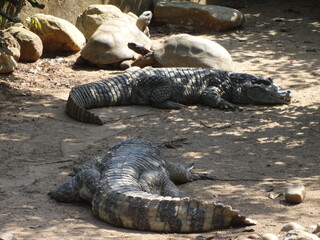 alligator in the swamp