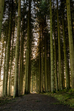 Kielder England: 11th January 2022: A pathway through very Tall pine trees in warm winter sun