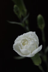 White rose from a bouquet in a crooked plan