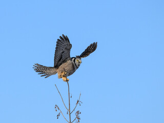Northern Hawk Owl Perched on Top of the Tree on Blue Sky