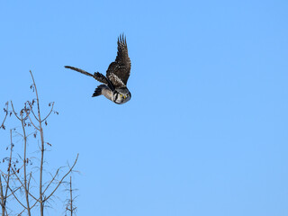 Northern Hawk Owl Taking Off from the Tree on Blue Sky