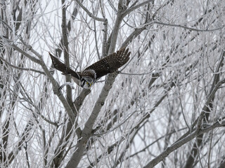 Northern Hawk Owl Taking Off from the Tree 
